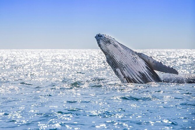 Whale Watching Tour in Samana Bay from Las Terrenas - Cayo Levantado changes the mood