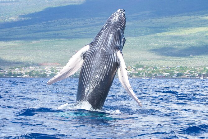 Whale Watching Tour on a Charming Hawaiian Catamaran From Maalaea - At a glance