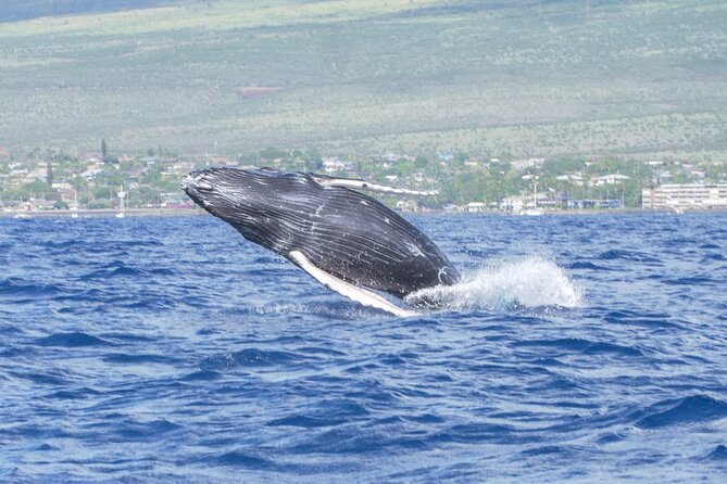 Whale Watching Tour on a Charming Hawaiian Catamaran From Maalaea - Meeting the crew, including Captain Sam