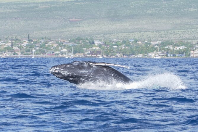 Whale Watching Tour on a Charming Hawaiian Catamaran From Maalaea - Snacks, drinks, and room to settle in