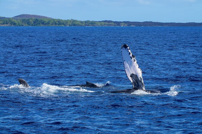 Whale Watching Tour on a Charming Hawaiian Catamaran From Maalaea - Whale behavior and respectful viewing
