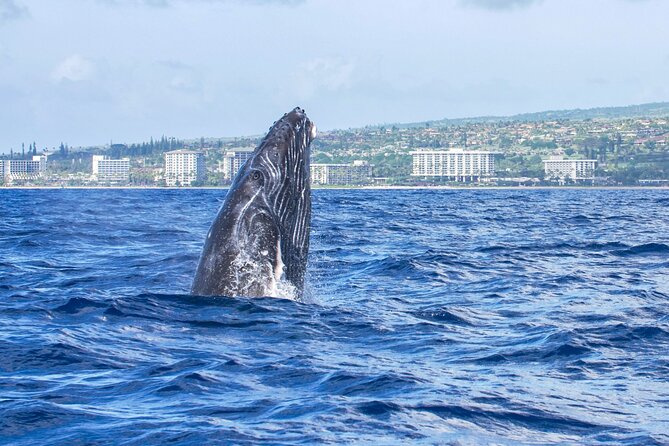 Whale Watching Tour on a Charming Hawaiian Catamaran From Maalaea - Is $85 a good value?
