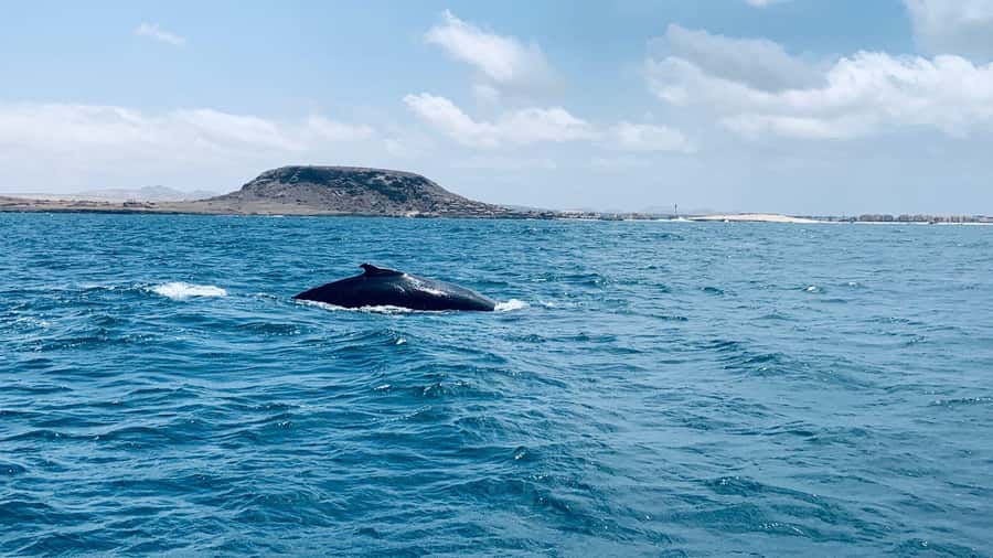 Whale watching tour SEASONAL - Boa Vista’s short humpback season