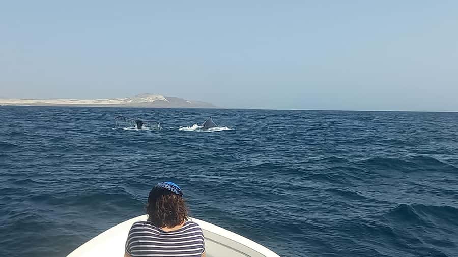 Whale watching tour SEASONAL - What the outing is actually like