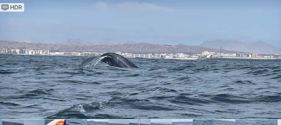 Whale watching tour SEASONAL - How reliable are the sightings?