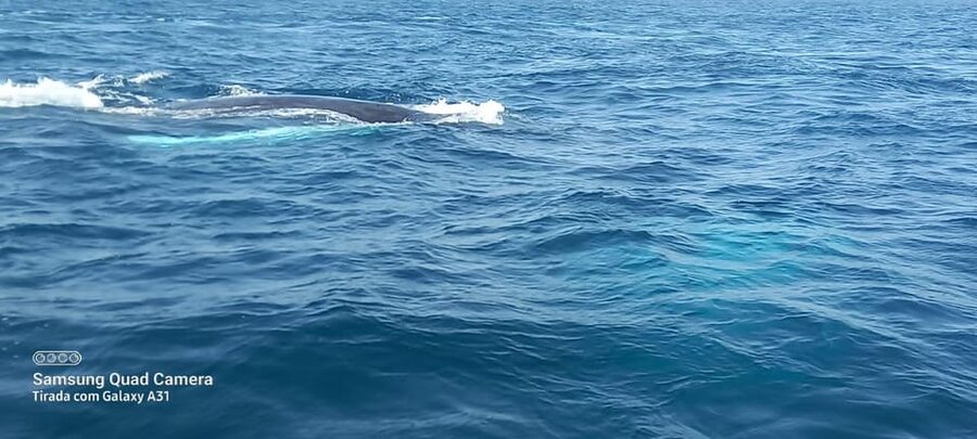Whale watching tour SEASONAL - Transport from Sal Rei and the resorts