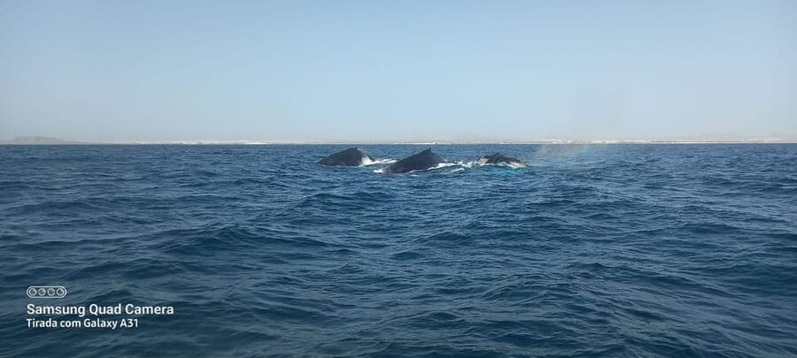 Whale watching tour SEASONAL - Who will enjoy this most