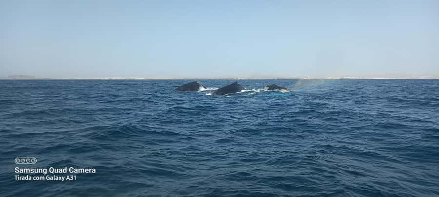 Whale watching tour SEASONAL - Seeing whales without chasing them
