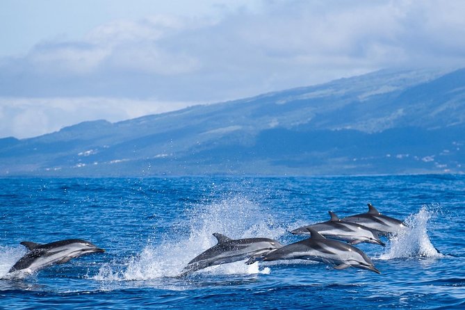 Whale Watching Tour + Vila Franca Islet: Full-day with lunch - Choosing between a RIB and fiberglass boat