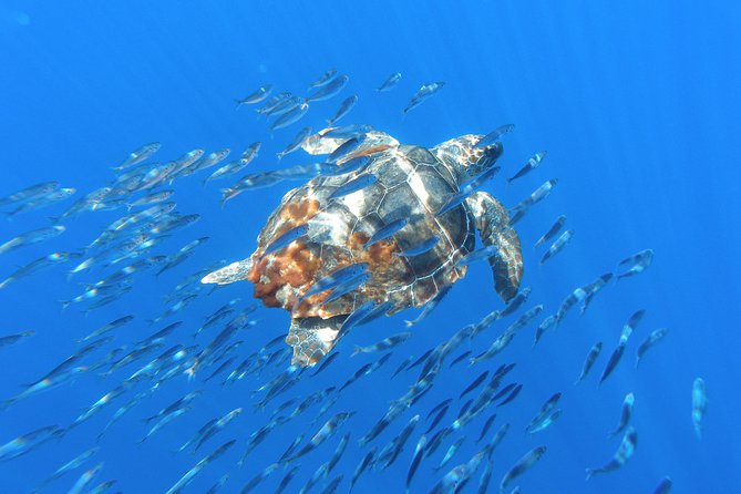 Whale Watching Tour + Vila Franca Islet: Full-day with lunch - Practical advice before you reserve