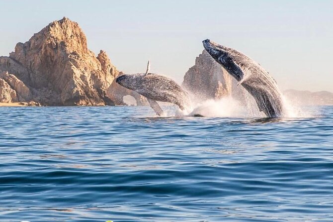 Whale Watching Tour with Arch and Beach in Cabo San Lucas - Key points to know before you book