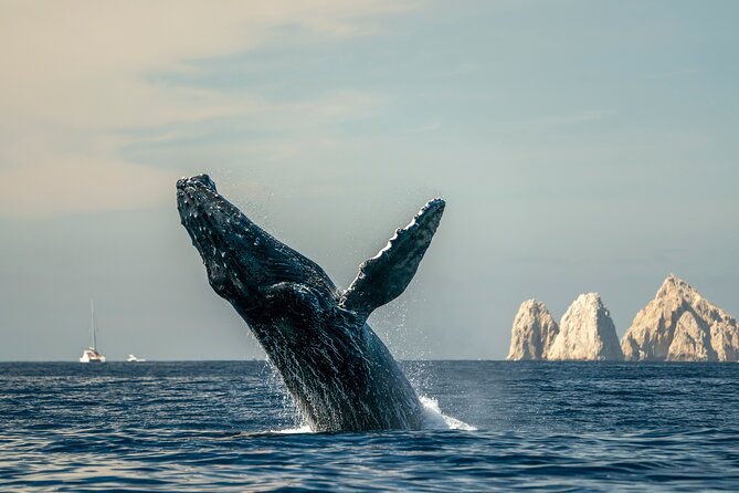 Whale Watching Tour with Arch and Beach in Cabo San Lucas - Leaving the marina and finding the whales