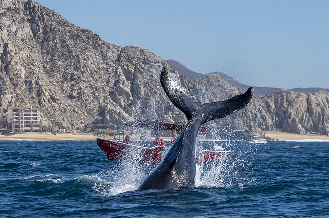 Whale Watching Tour with Arch and Beach in Cabo San Lucas - Guide quality, language, and boat comfort