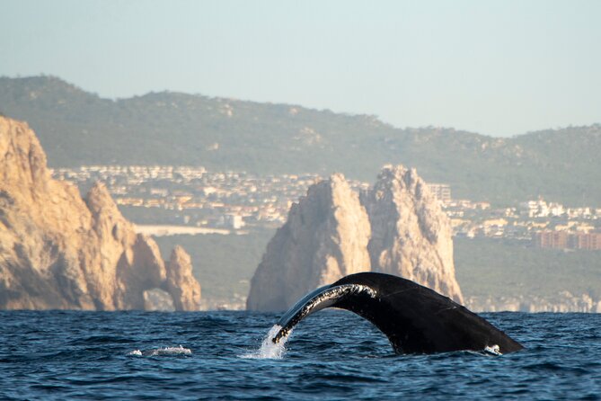 Whale Watching Tour with Arch and Beach in Cabo San Lucas - Who will enjoy this Cabo boat tour