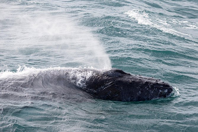 Whale Watching Tour with Professional Guide from Reykjavik - Views beyond the wildlife