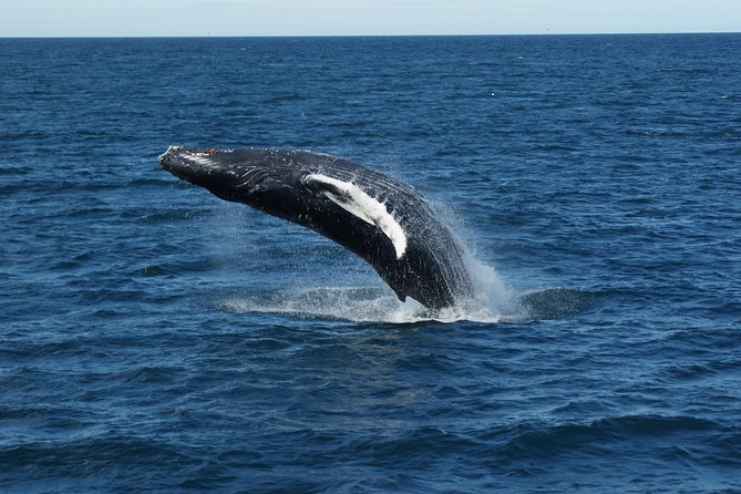 Whale Watching Tour with Professional Guide from Reykjavik - Staying warm and managing the boat ride