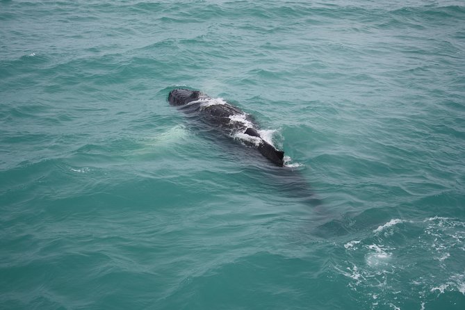Whale Watching Tour with Professional Guide from Reykjavik - How to plan your time in Reykjavík
