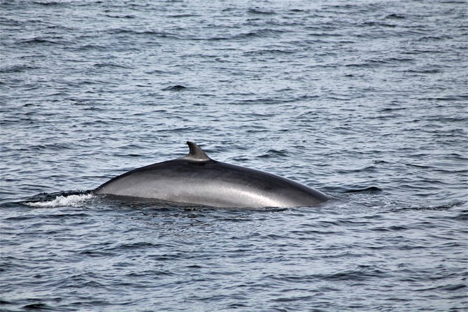 Whale Watching Tour with Professional Guide from Reykjavik - Who will enjoy this tour most?