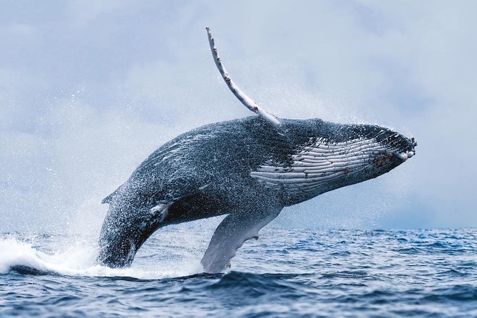 Whale Watching Tour with Professional Guide from Reykjavik - What the guides add to the ride