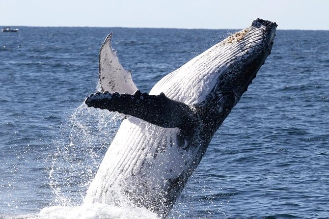 Whale Watching Tour with Spirit of Gold Coast - The first minutes through the Seaway