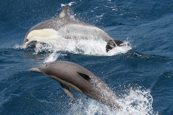 Whale Watching Tour with Spirit of Gold Coast - Marine biologist commentary that adds context