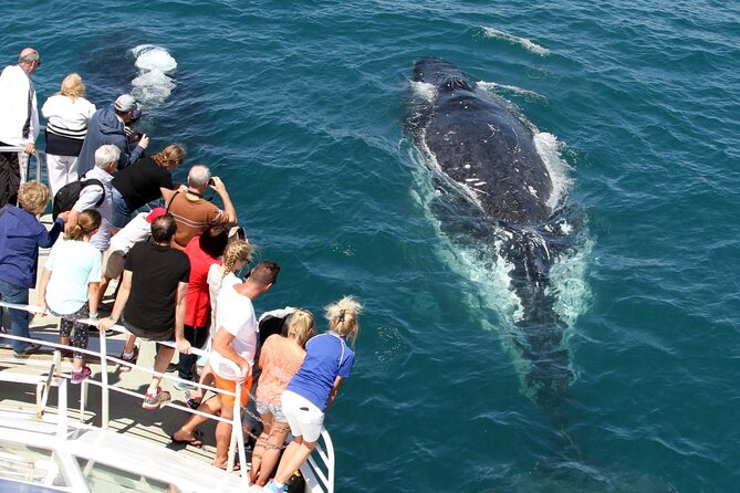 Whale Watching Tour with Spirit of Gold Coast - What you receive for the listed price