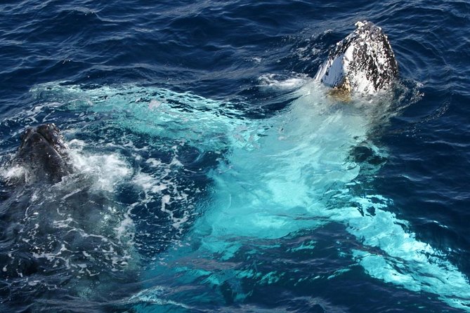 Whale Watching Tour with Spirit of Gold Coast - Timing, weather, and the whale guarantee
