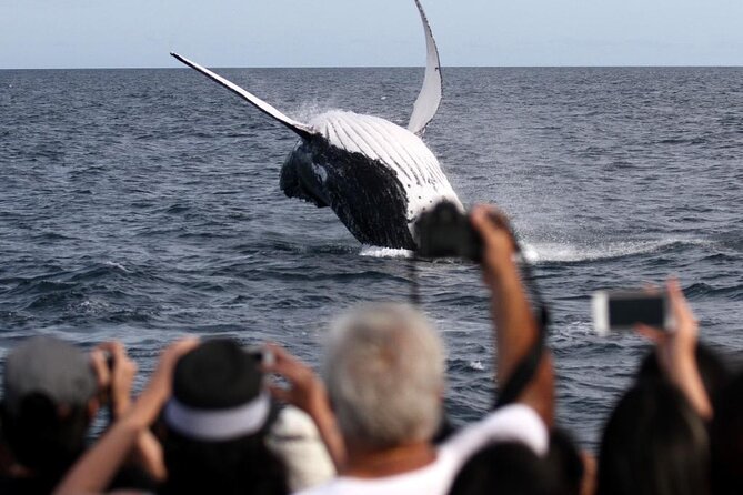 Whale Watching Tour with Spirit of Gold Coast - Who will enjoy this Gold Coast cruise