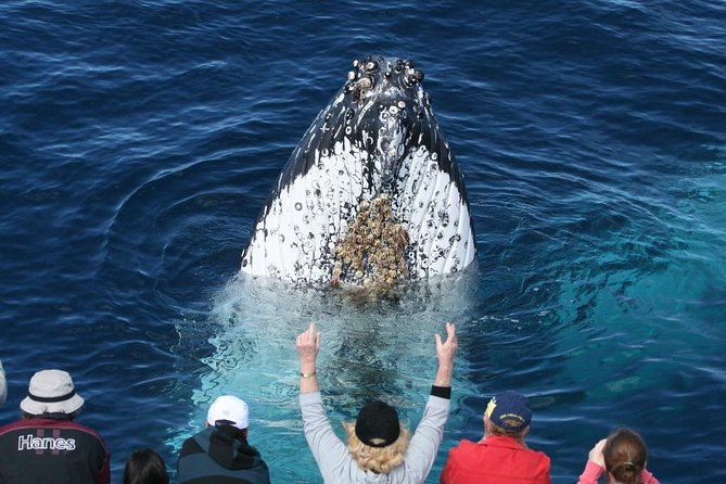 Whale Watching Tour with Spirit of Gold Coast - Watching humpbacks in open water