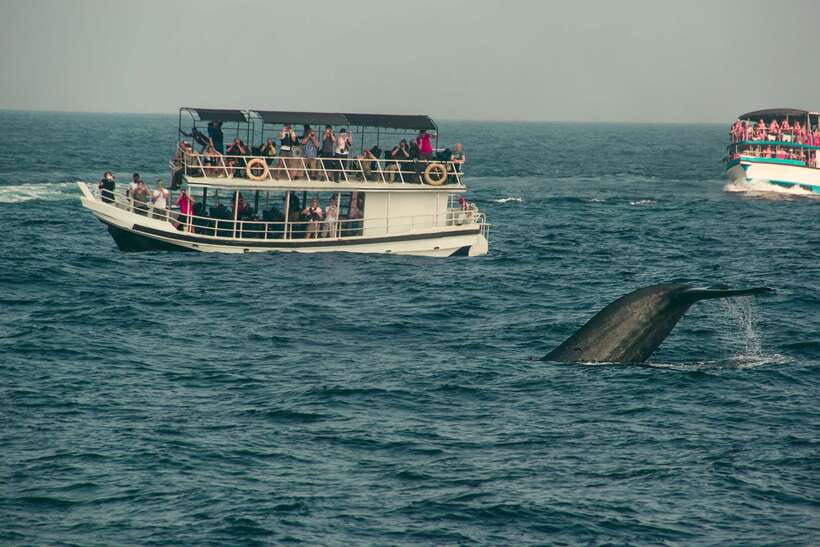 Whale Watching Tour with Transfers - Searching for blue whales and other large species