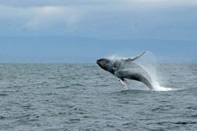 Whale Watching Tour with Transfers