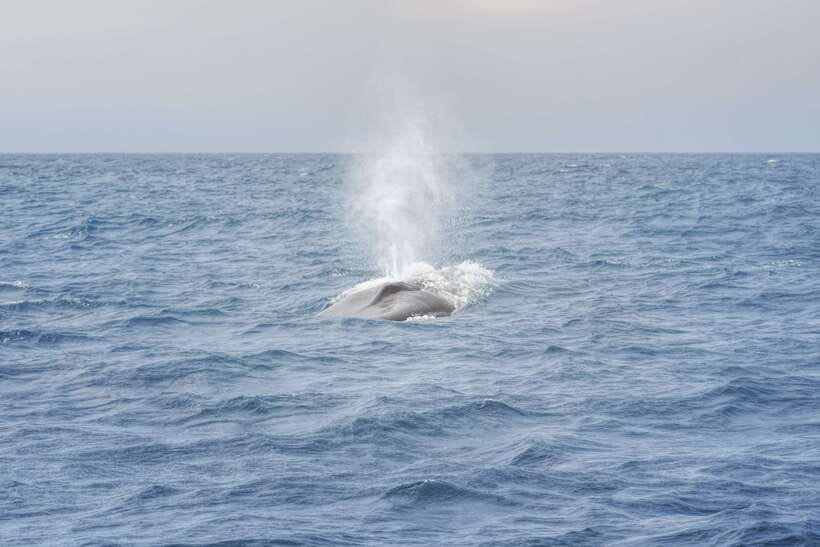 Whale Watching Tour with Transfers - Dolphins, turtles, flying fish, and possible manta rays