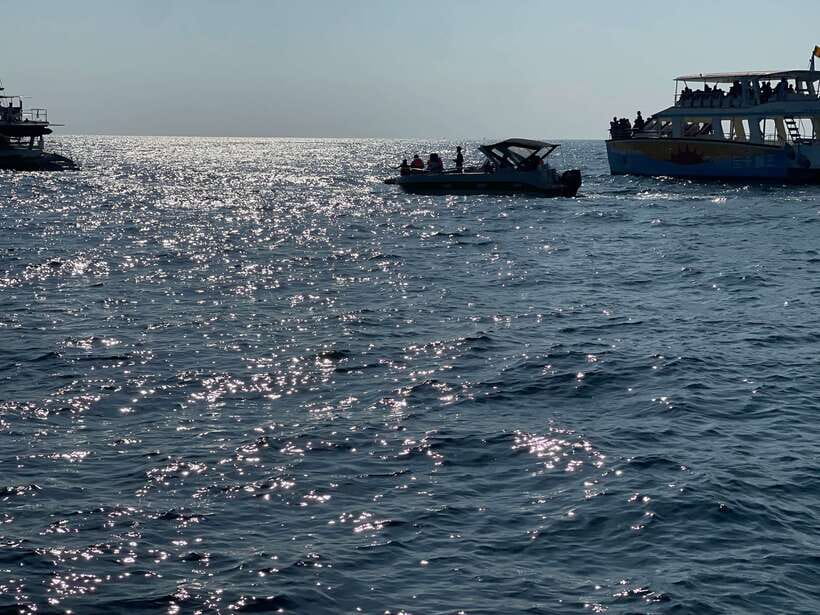 Whale Watching Tour with Transfers - What the 3 to 5 hours at sea feel like
