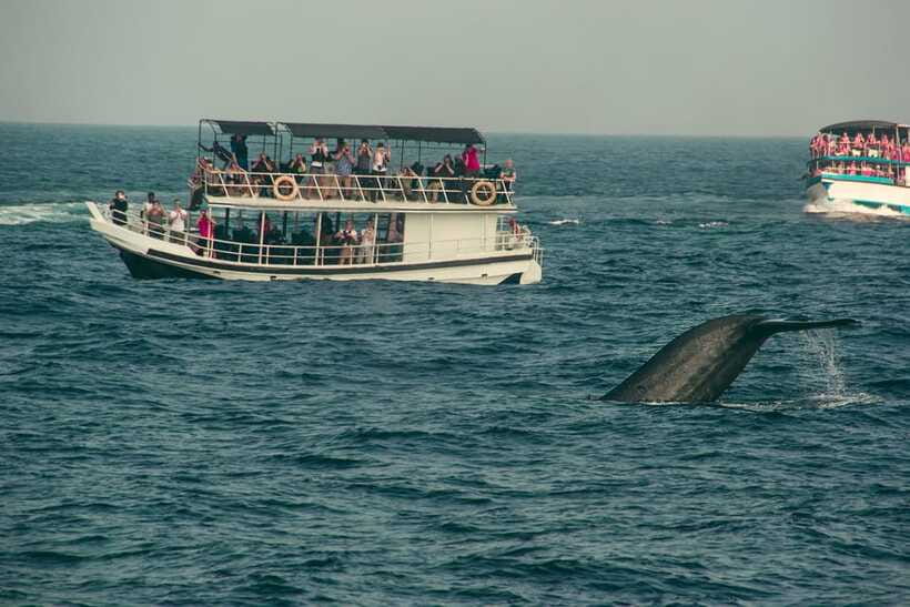 Whale Watching Tour with Transfers - Should you book this Mirissa tour?