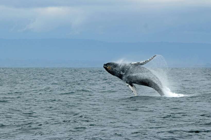 Whale Watching Tour with Transfers - Mirissa Harbour and the 7 a.m. boat departure