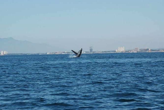 Whale Watching Tour - What seven hours on the water really means