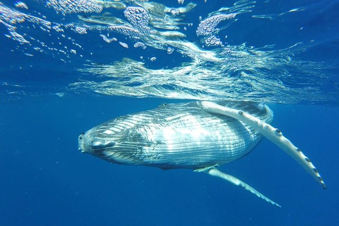 Whale Watching Tours in Bora Bora - A 3.5-hour search beyond Bora Bora’s lagoon