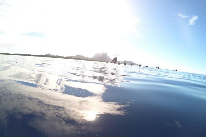 Whale Watching Tours in Bora Bora - Searching for humpback whales in the open sea