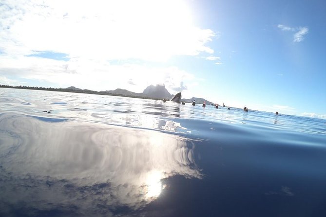 Whale Watching Tours in Bora Bora - Entering the water, when the conditions are right