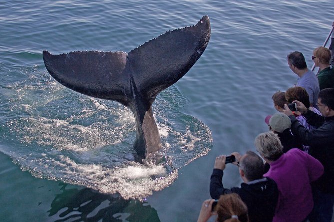 Whale Watching Trips to Stellwagen Bank Marine Sanctuary. Guaranteed sightings! - Key points to know before boarding