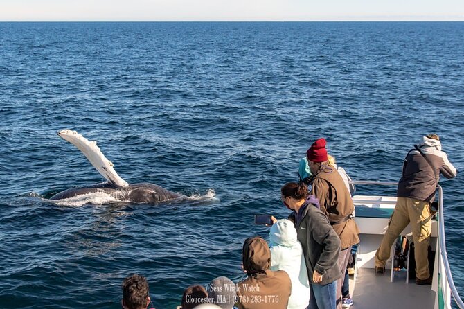 Whale Watching Trips to Stellwagen Bank Marine Sanctuary. Guaranteed sightings! - Setting out from Gloucester toward Stellwagen Bank