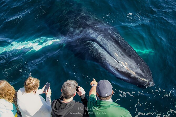Whale Watching Trips to Stellwagen Bank Marine Sanctuary. Guaranteed sightings! - What you may see around the sanctuary