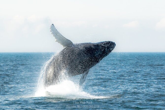Whale Watching Trips to Stellwagen Bank Marine Sanctuary. Guaranteed sightings! - The naturalist commentary makes the ride better