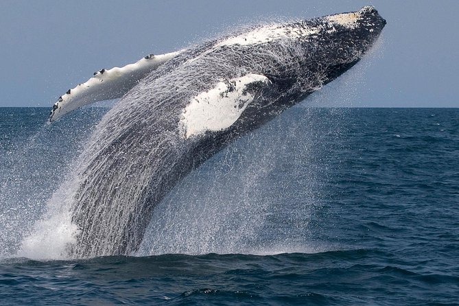 Whale Watching Trips to Stellwagen Bank Marine Sanctuary. Guaranteed sightings! - Weather, motion sickness, and what to wear