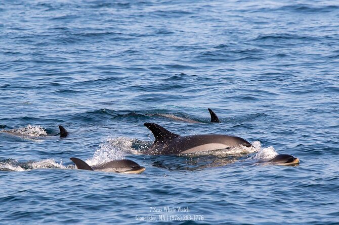 Whale Watching Trips to Stellwagen Bank Marine Sanctuary. Guaranteed sightings! - The boat ride and finding the first whale