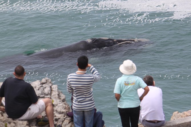 Whale Watching Walking Tours (Land-Based) - from JUNE 2025 - Starting with the 20-minute Whale House Museum visit
