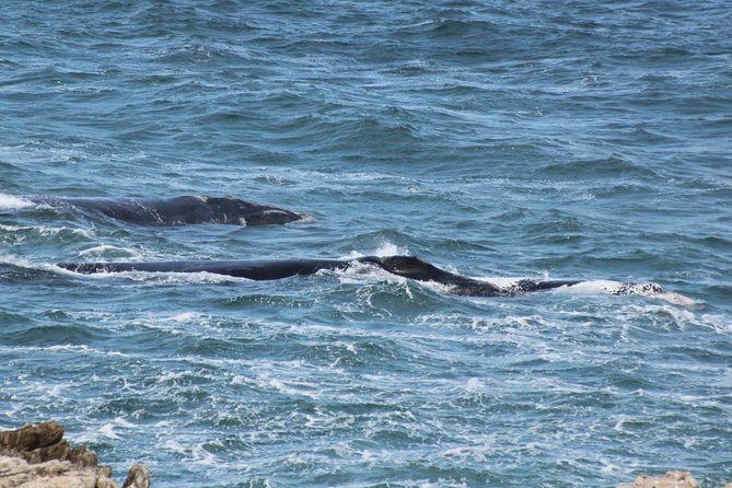 Whale Watching Walking Tours (Land-Based) - from JUNE 2025 - Who will get the most from this experience