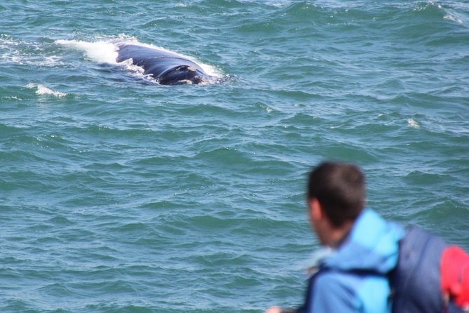 Whale Watching Walking Tours (Land-Based) - from JUNE 2025 - Is $57.51 good value?