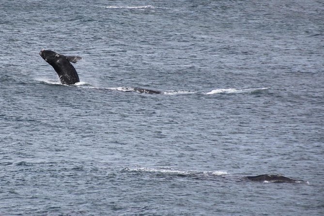 Whale Watching Walking Tours (Land-Based) - from JUNE 2025 - Moving between 5 to 7 coastal viewpoints