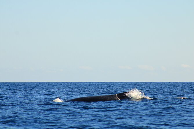 Whale Watching Warranty in San José del Cabo Snacks and drinks - Why this small boat matters in San José del Cabo